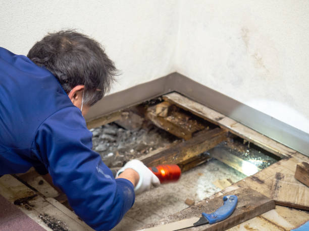 Best Industrial Mold Remediation in Rockwood, VA
