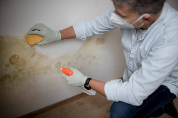 Best Attic Mold Remediation in Rockwood, VA