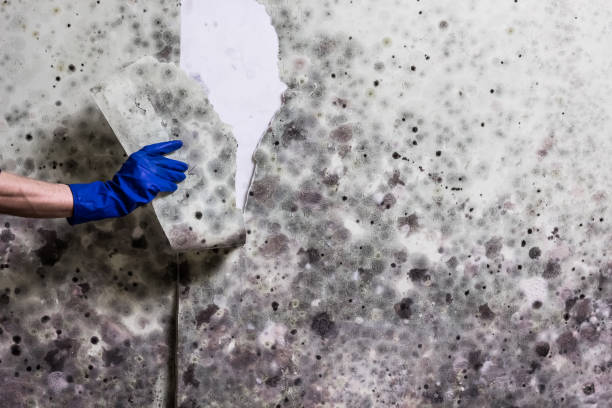 Best Post-Flood Mold Remediation in Rockwood, VA
